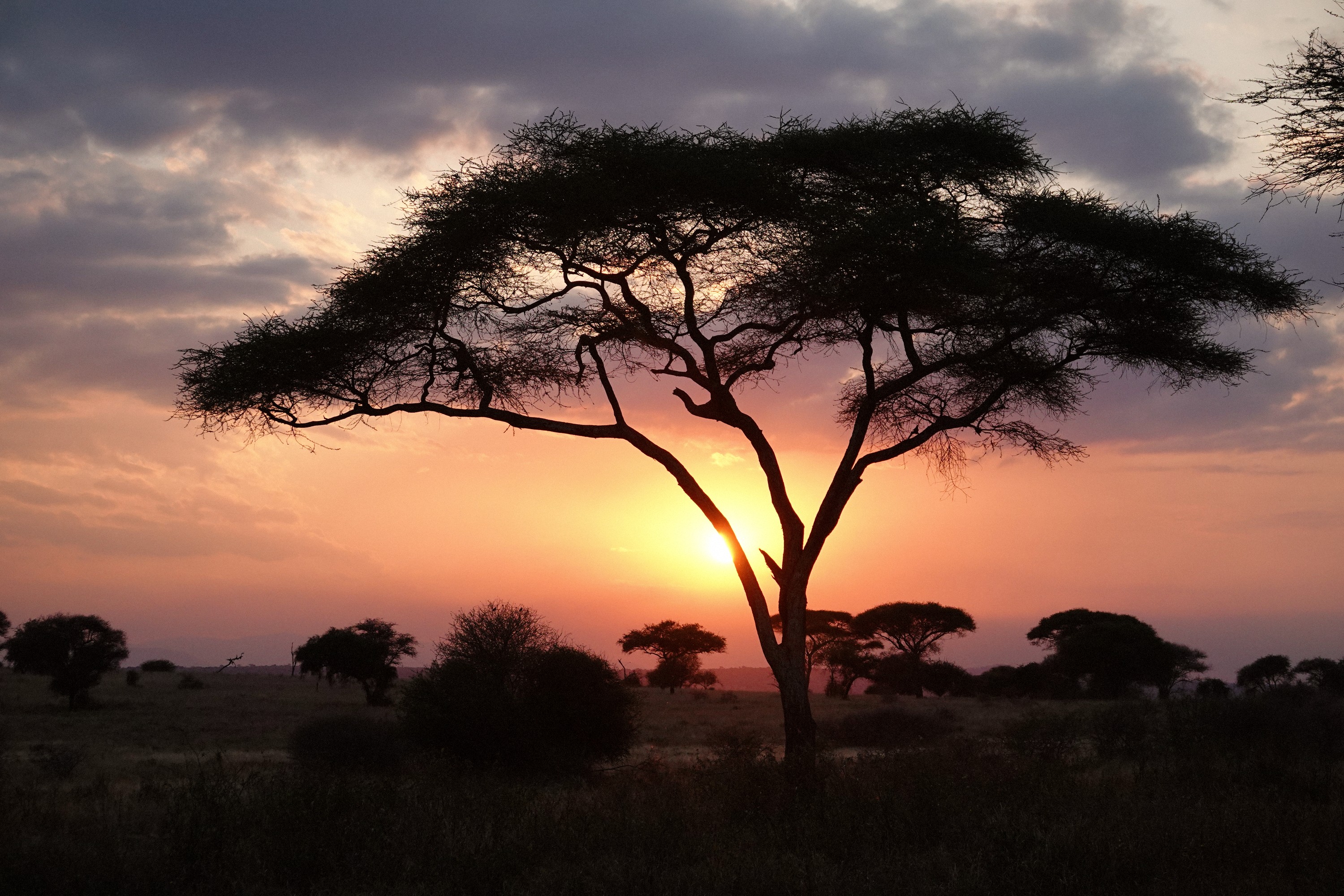 Acacia trees silhouetted against a Serengeti sunset