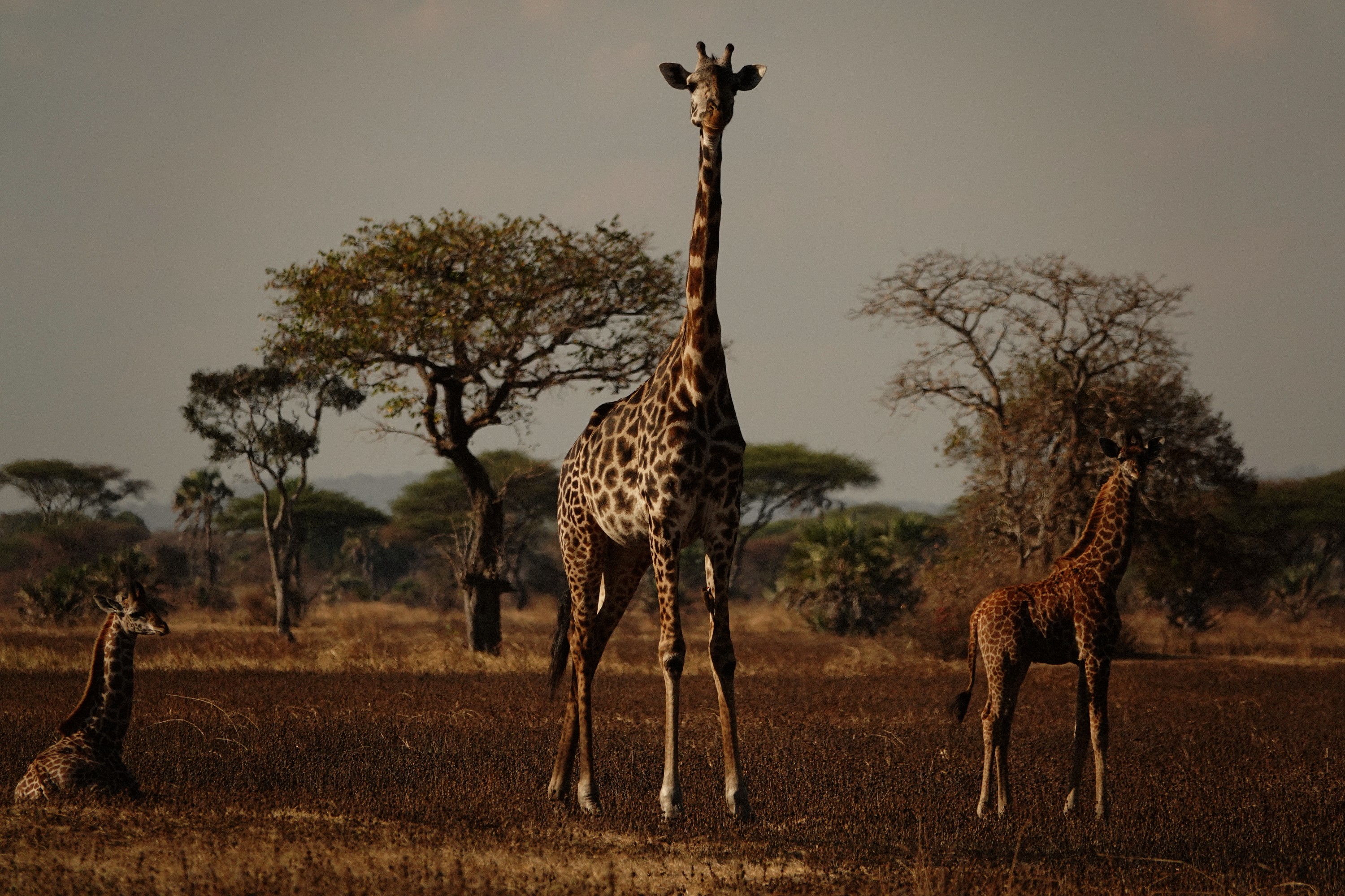 A giraffe in Tarangire under dramatic storm light