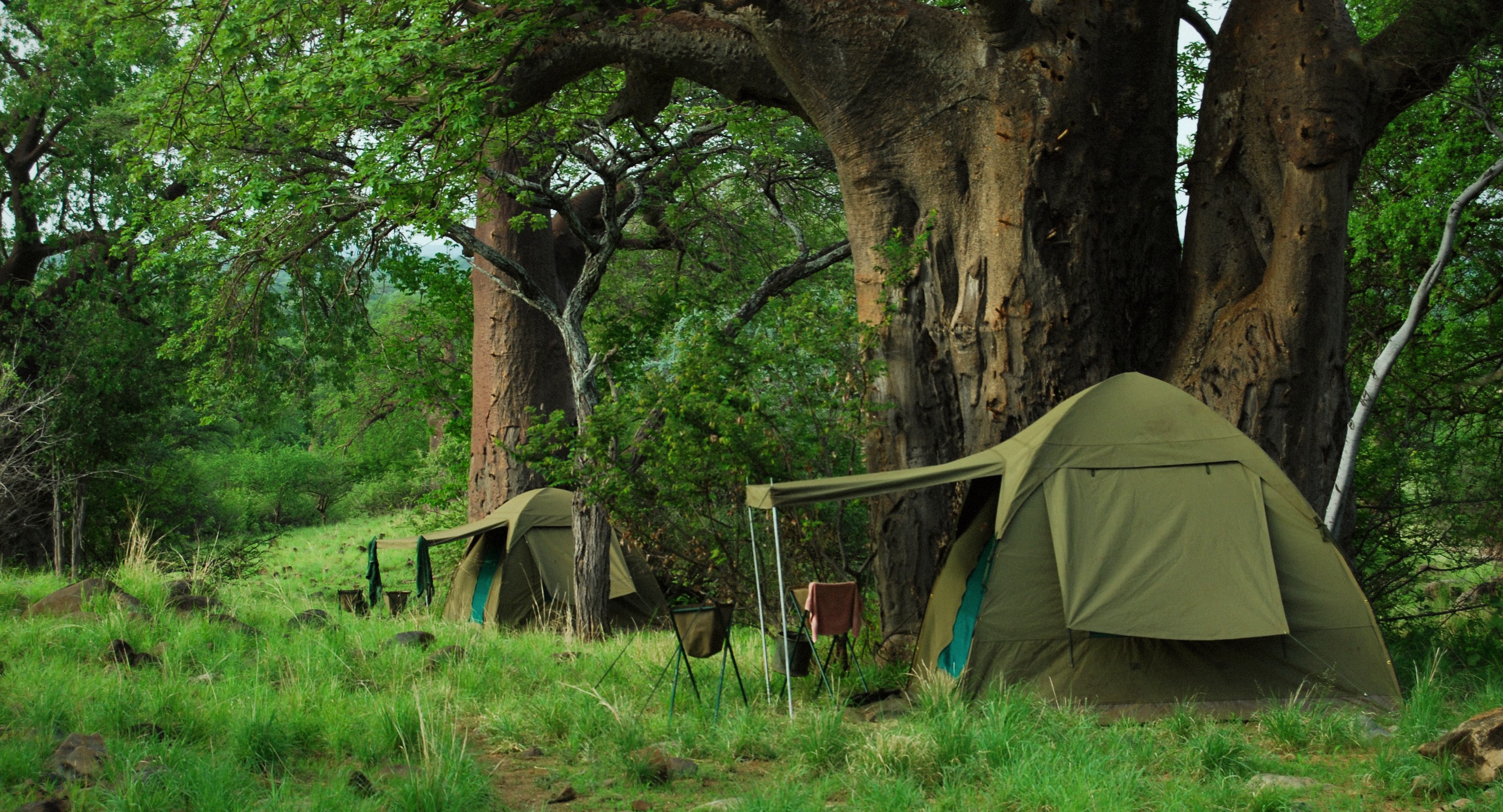 Dorobo private mobile camp set beneath enormous baobab trees