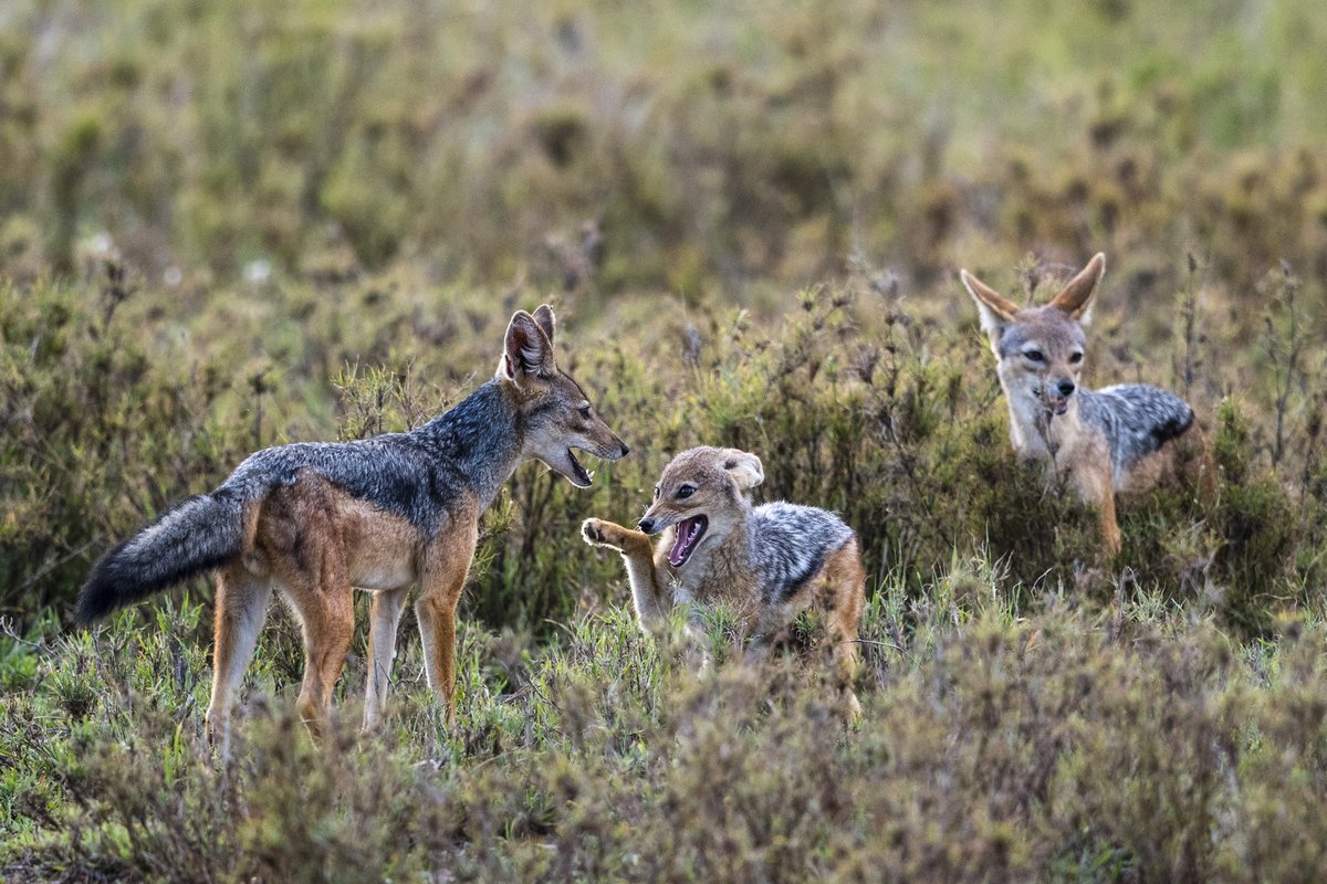 Black-backed jackals interacting in the Tanzanian bush